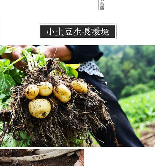 黃土高原上的金色珍寶 甘肅定西富硒小土豆，從田間到餐桌的新鮮饋贈(zèng)