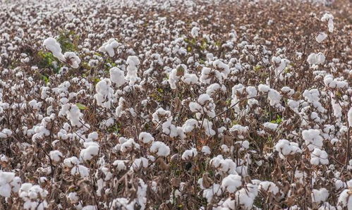 美麗的新疆,一個既遼闊又富饒的地方